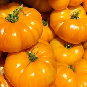 Puede incluir: Primer plano de un montón de tomates amarillos maduros. Los tomates tienen una piel lisa y brillante y tallos verdes. La imagen está bien iluminada, destacando la textura y el color de los productos frescos.