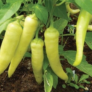 Capsicum annuum Sweet Banana HEIRLOOM BANANA PEPPER Vegetable 50 Seeds image 2