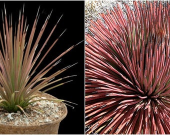 Agave stricta Rubra、レッドヘッジホッグアガベ、多年生トゲトゲ多肉