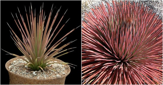 Agave Stricta Rubra, Red Hedgehog Agave, Perennial Spiny Succulent
