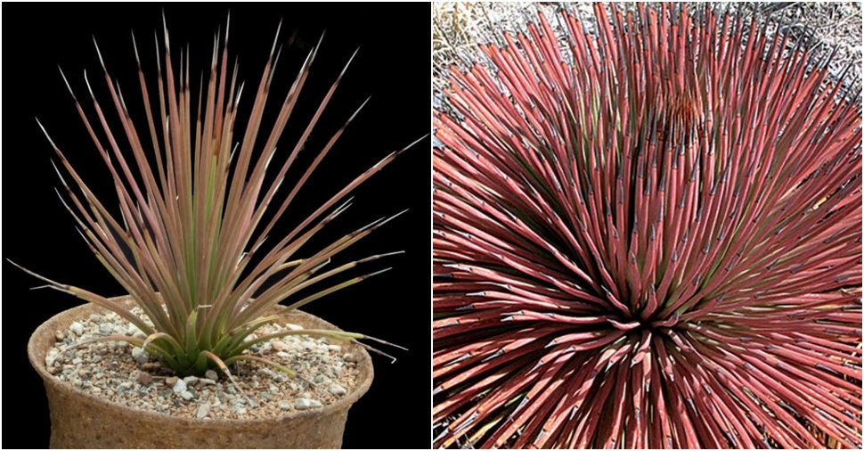 Agave stricta Rubra、レッドヘッジホッグアガベ、多年生トゲトゲ多肉