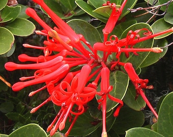 Embothrium coccineum 4 Seeds - Chilean Fire Tree, Flame Flower