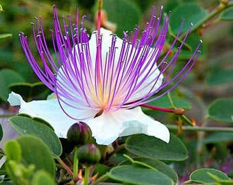 Caper Bush - Capparis Spinosa - 100 Seeds - Perennial Herb