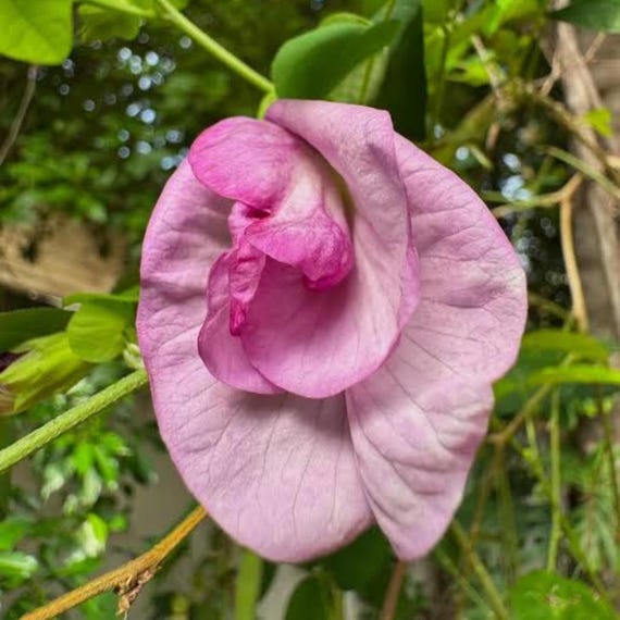 Clitoria ternatea 'Double Pink' 5 Seeds, Butterfly Pea Double Pink Flower