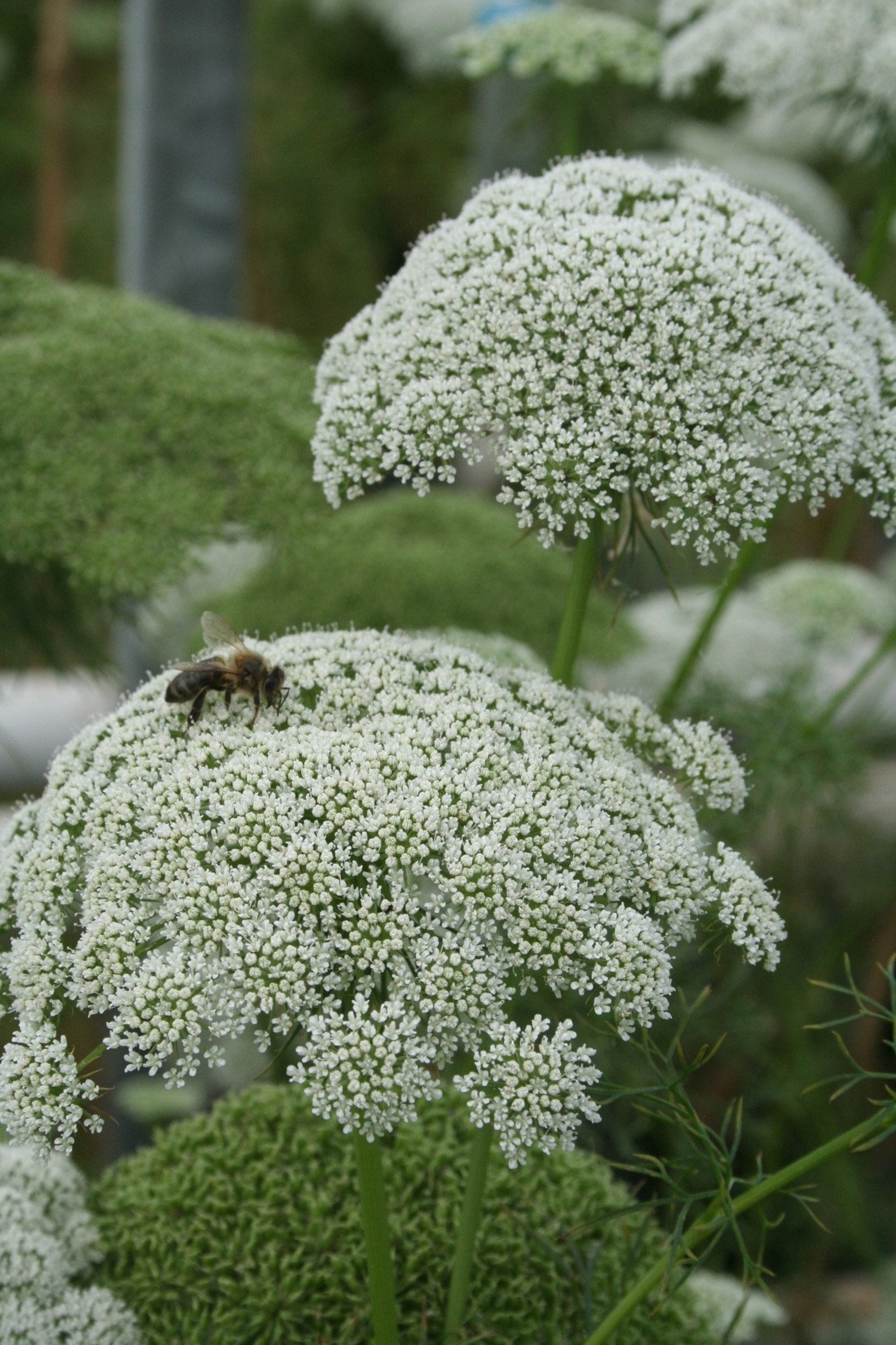РђРјРјРё majus Visnaga