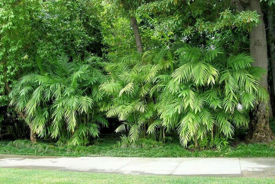 Chamaedorea Seifrizii Bambu Palm Reed Palms Ornamental Home Etsy