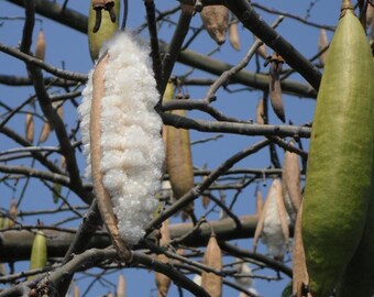 SILK COTTON TREE Ceiba Pentandra 10 SEEDS SILK COTTON TREE Ceiba Pentandra 10 SEEDS