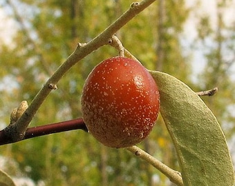 Elaeagnus Angustifolia Seeds, Russian Olives, Silverberry - 20 Seeds