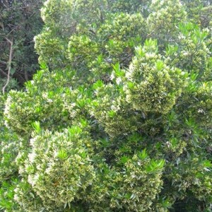 Pavetta Lanceolata Seeds Brautbusch Weihnachtsbusch Blossom White 10 Seeds image 2