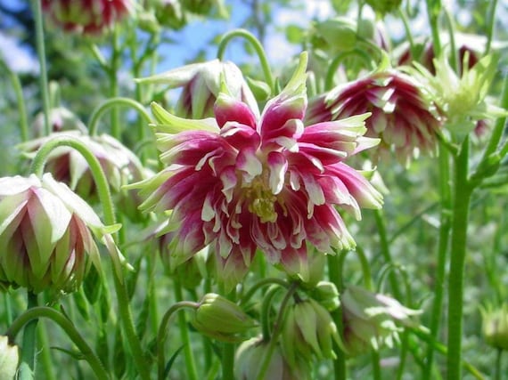 Aquilegia 50 Seeds Nora Barlow Aquilegia 50 Seeds Nora Barlow