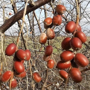 Russian olive tree - Etsy sterreich