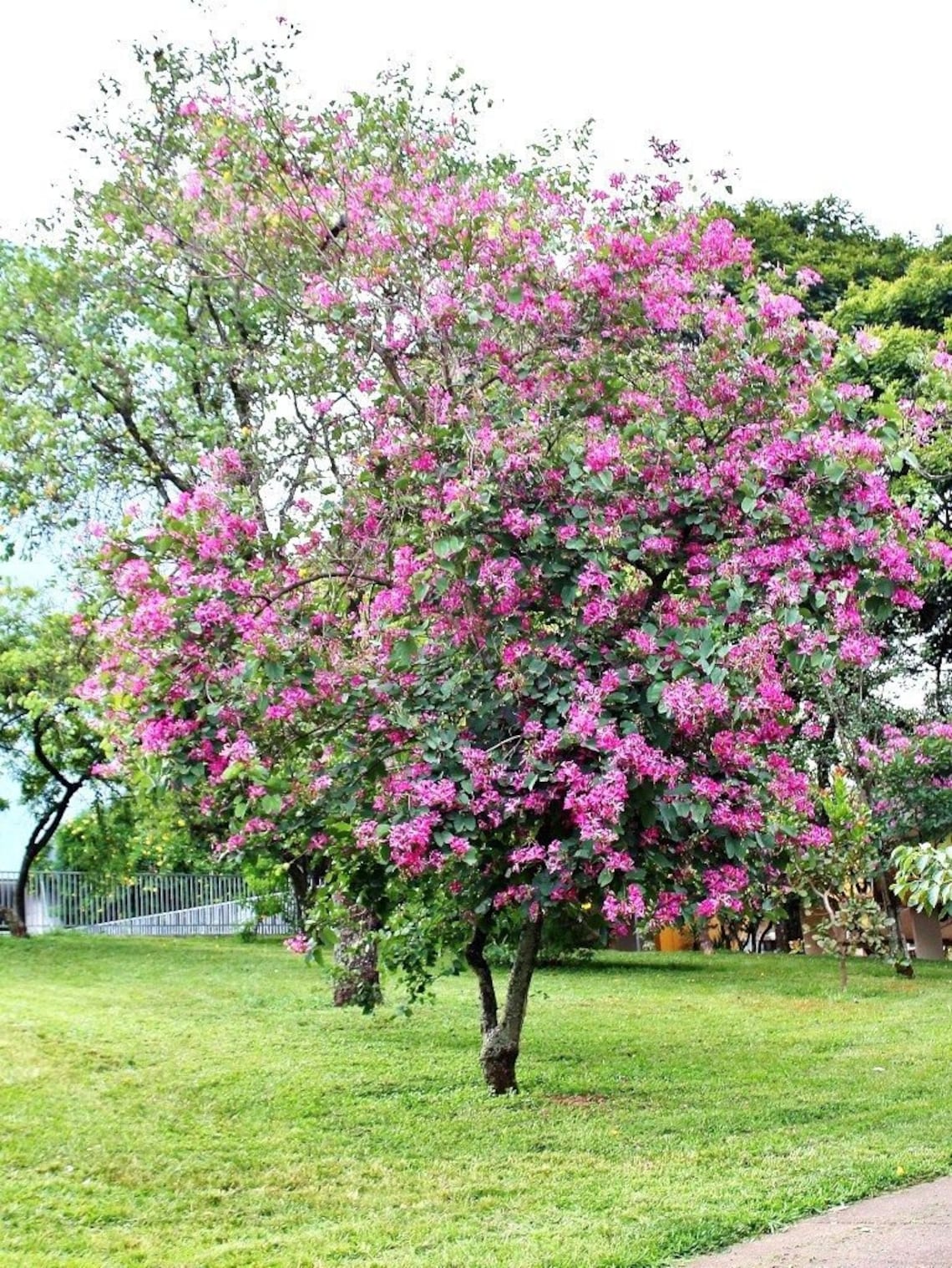 Bauhinia variegata Pink Orchid Tree 5 Seeds Very Fresh Etsy