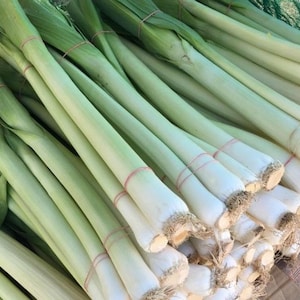 Może przedstawiać: Zbliżenie na stos świeżego pora. Pory mają długie, zielone łodygi i białe cebule, z nadal przymocowanymi korzeniami. Są związane czerwonymi gumkami, gotowe do sprzedaży.