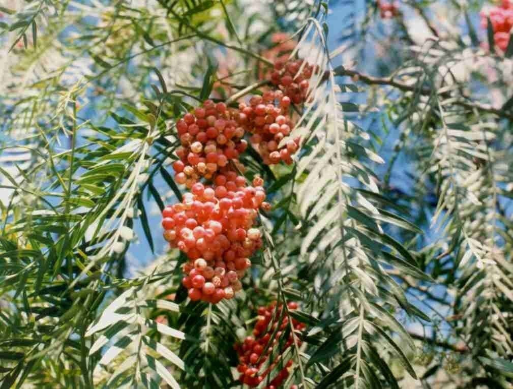 50 California Pepper Tree Seeds ( Schinus Molle ) - False Pepper Pink ...