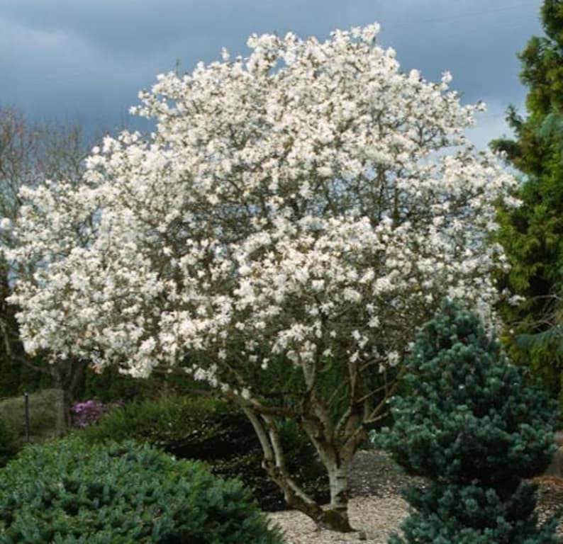 Magnolia Kobus, stellata star estrellada / Magnolia soulangeana, Saucer 10 Seeds image 2