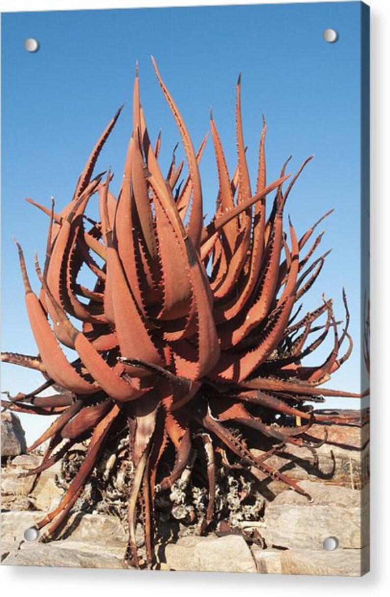 Aloe Gariepensis Gariep River Aloe succulent rare agave | Etsy