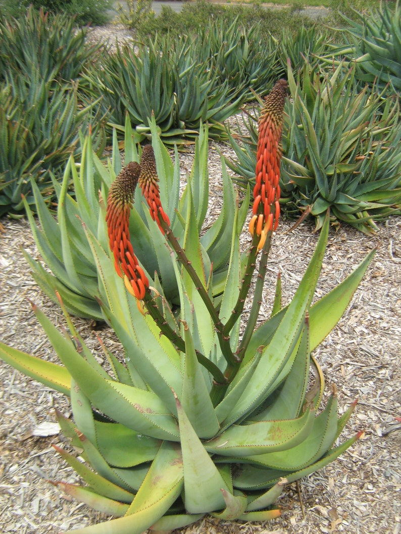 Aloe reitzii 10 Seeds Very Rare Succulent Beautiful Cactus image 1