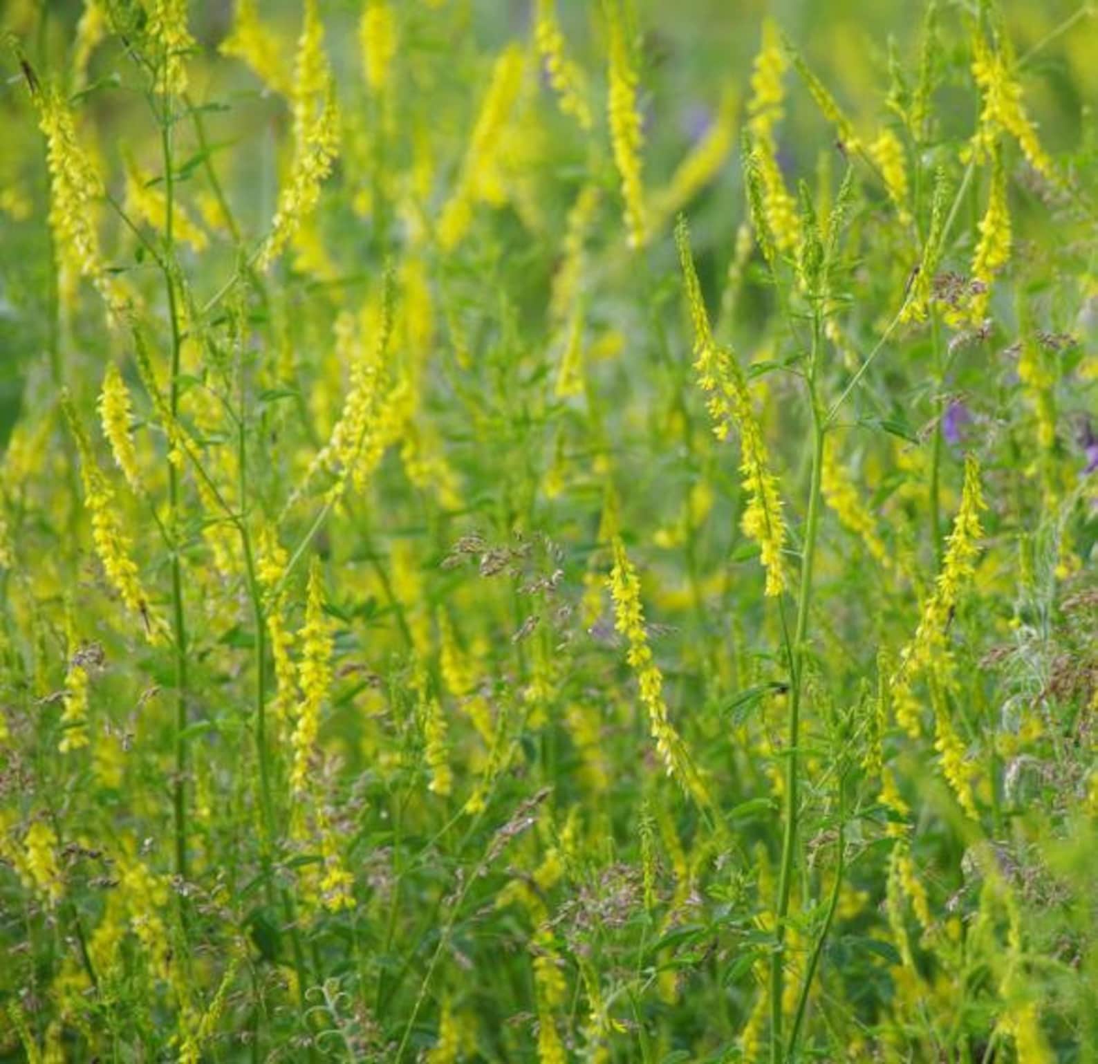 3000 YELLOW SWEET CLOVER Melilotus Officinalis Flower Seeds Etsy