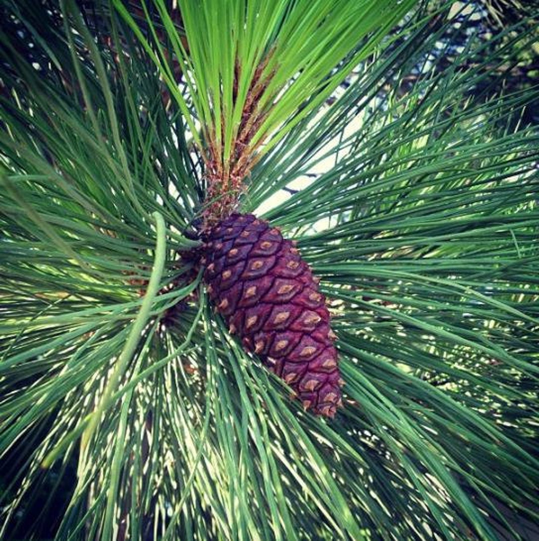 botanical dyeing with ponderosa pine cones