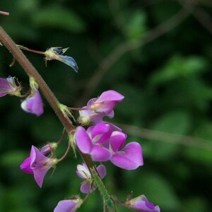 Desmodium gangeticum Seeds Salparni 10 Seeds image 7