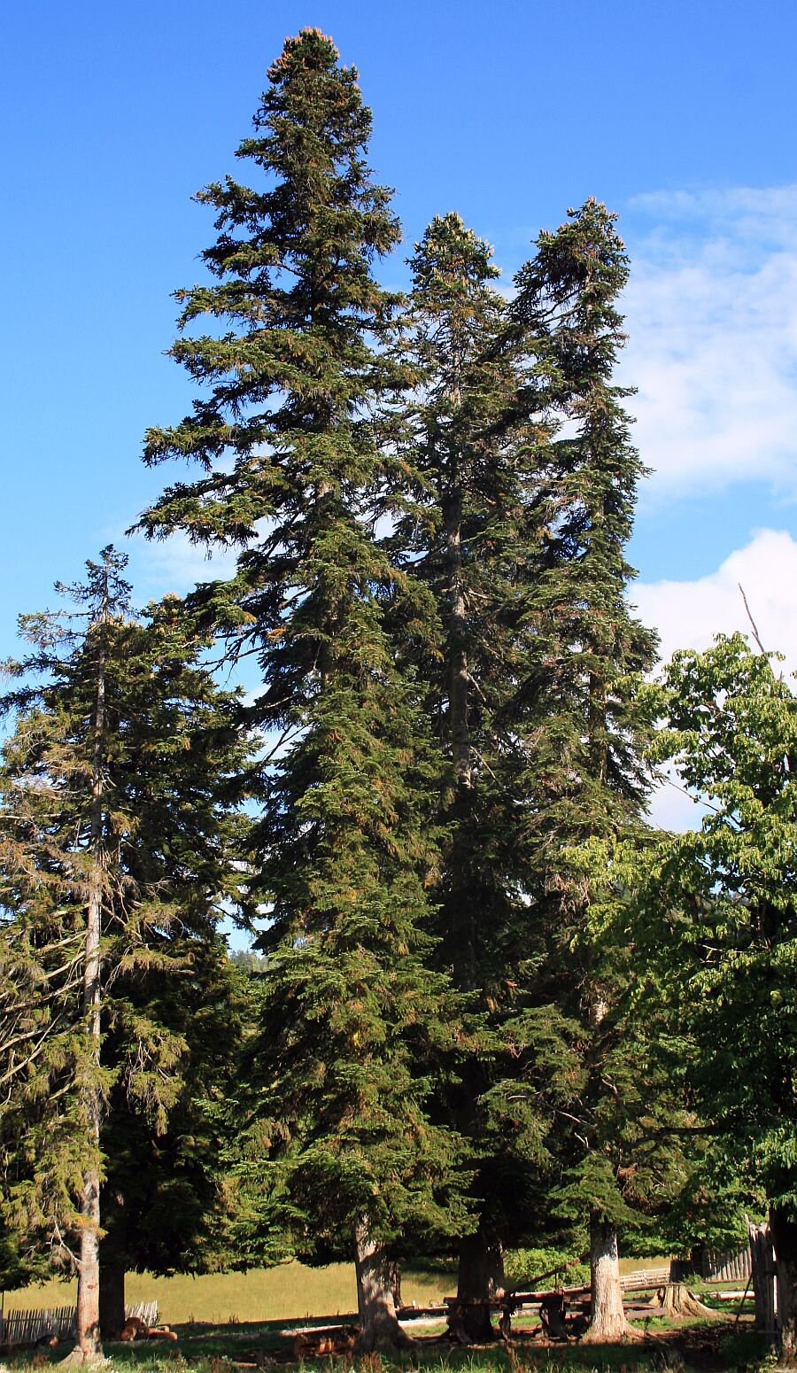 ノルドマンモミ（Abies Nordmanniana）、クリスマスツリー、コーカサス