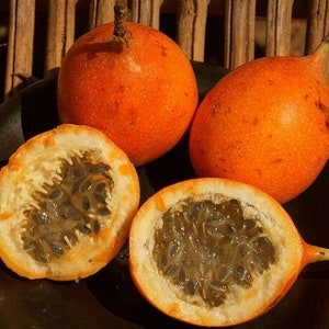 Passiflora ligularis 40 Seeds Sweet Passion Fruit Sweet Granadilla Maracuja image 3