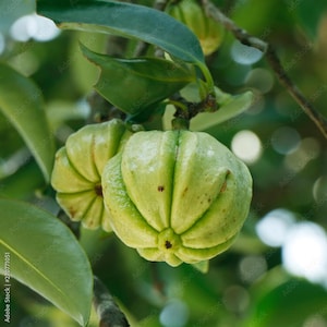 Peut inclure: Gros plan sur des fruits verts de Garcinia, également connus sous le nom de tamarinier de Malabar, suspendus à une branche d'arbre. Les fruits ont une texture côtelée et sont entourés de feuilles vertes. L'arrière-plan est flou.
