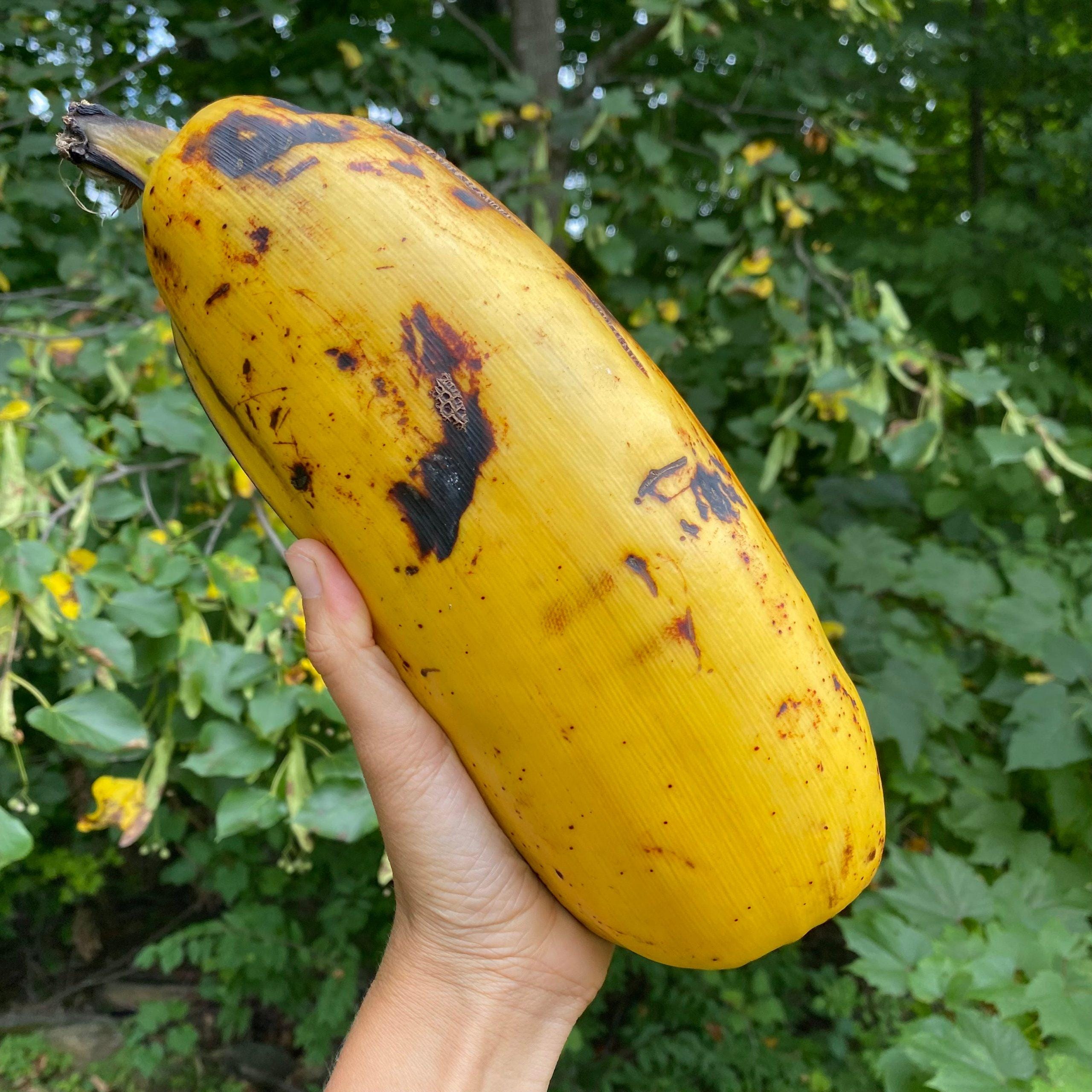 Hua moa banana - Etsy 日本