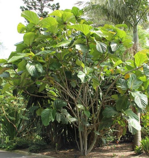 Ficus habrophylla 10 Seeds New Caledonia Fig Red Fig Gof Fig