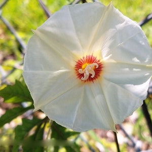 Puede incluir: Una flor blanca con un centro rojo y amarillo. La flor tiene cinco pétalos y está enfocada. El fondo está desenfocado y es verde.