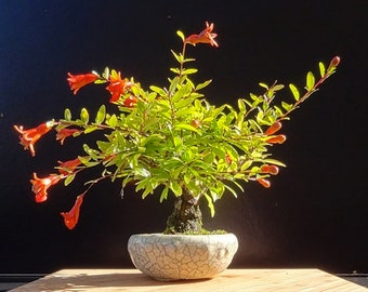 矮性ザクロ盆栽の種：オーガニックガーデニングDIY開花観葉植物 - Etsy