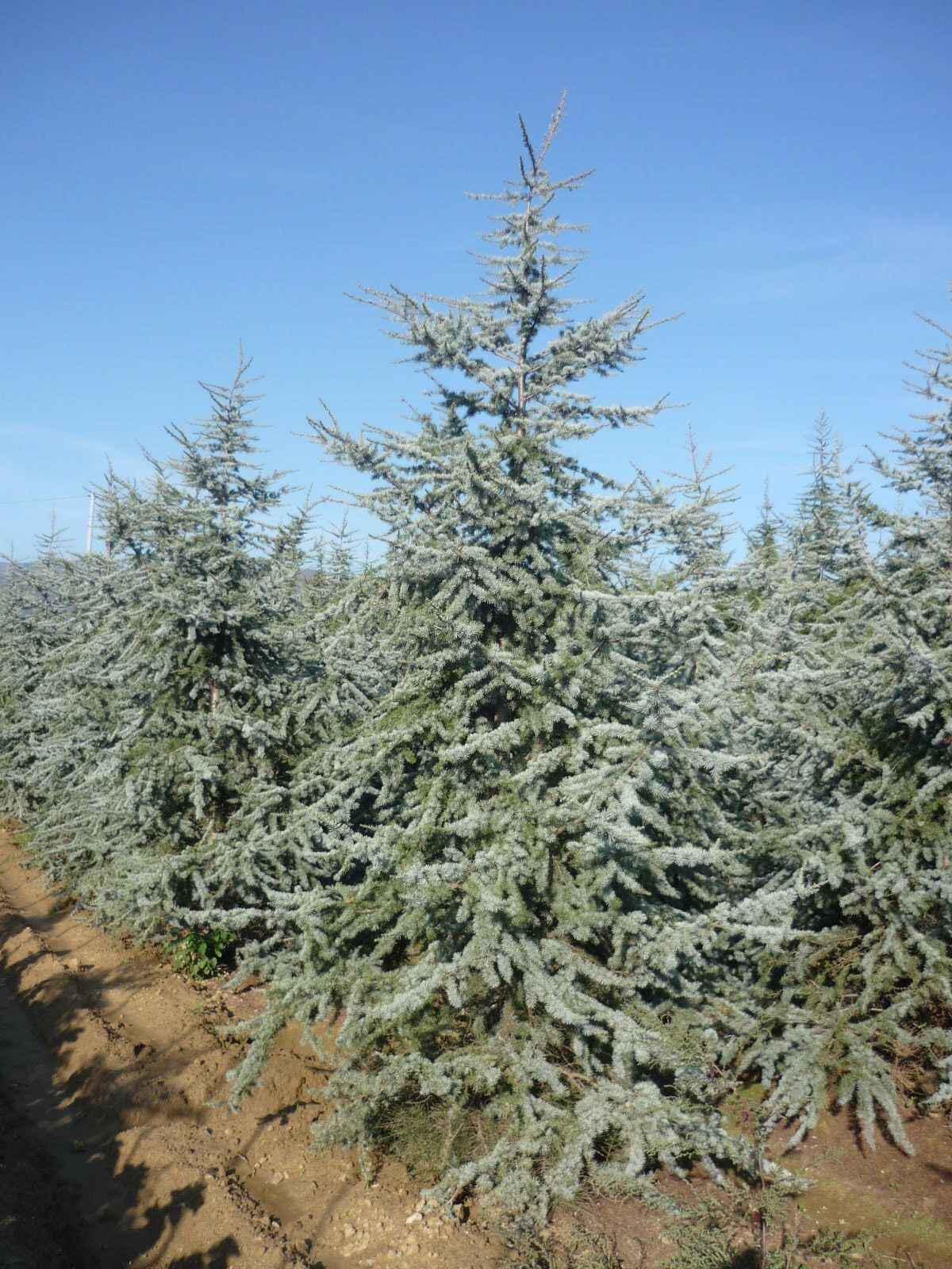 セドラス・アトランティカ「グラウカ」種子、ブルーアトラスシーダー