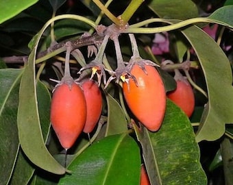 Mimusops Elengi Tree, Fragrant Spanish Cherry, India Medlar Bakul - 5 nasion