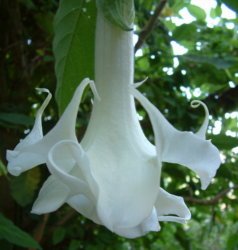 Brugmansia arborea Angel Trumpet Trompe of Angels Tree Flower Venus 20 Seeds image 8