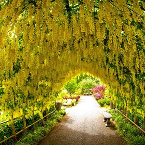20 semillas de árbol de la cadena dorada (Laburnum Anagyroides)