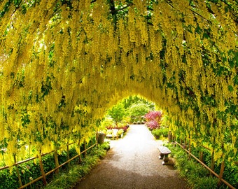 Puede incluir: Un sendero de jardín cubierto por un arco denso de flores amarillas de laburnum colgantes. Las vibrantes flores amarillas cuelgan de las ramas superiores, creando un efecto de túnel sobre el camino de grava, con follaje verde y un banco.