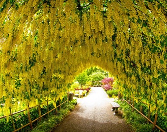 20 GOLDEN CHAIN TREE Goldenchain Laburnum Anagyroides Seeds