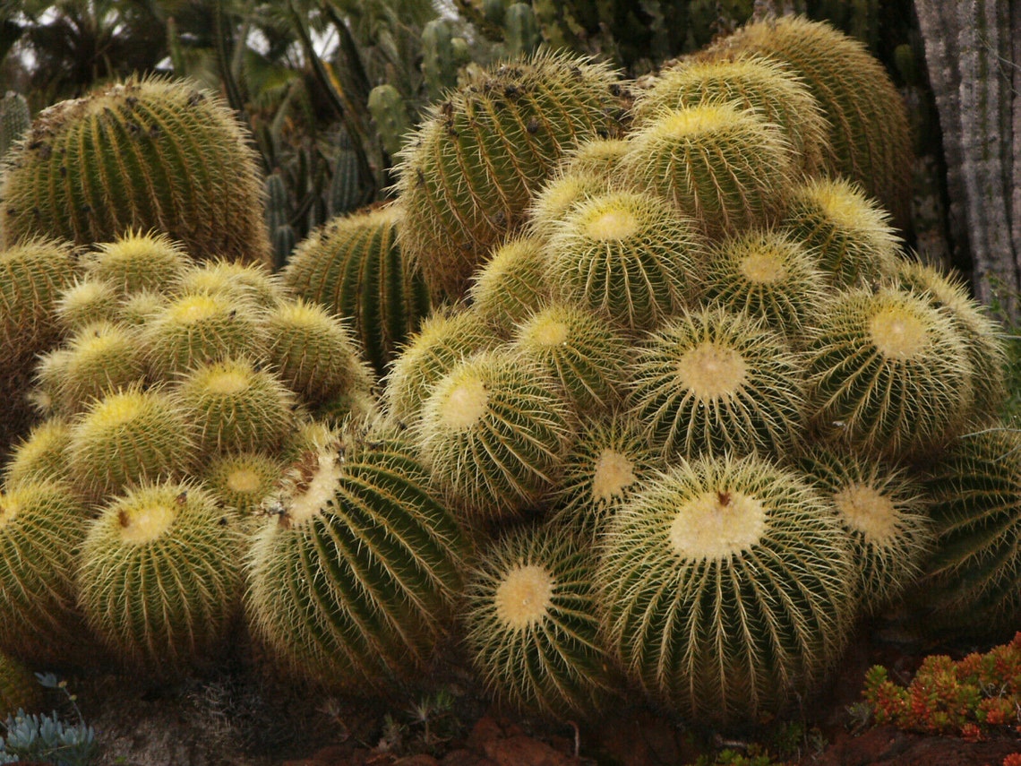 Echinocactus Grusonii Golden Barrel Cactus 50 Seeds Etsy