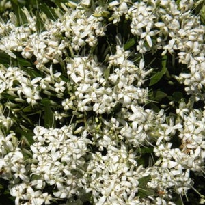 Pavetta Lanceolata Seeds Brautbusch Weihnachtsbusch Blossom White 10 Seeds image 4