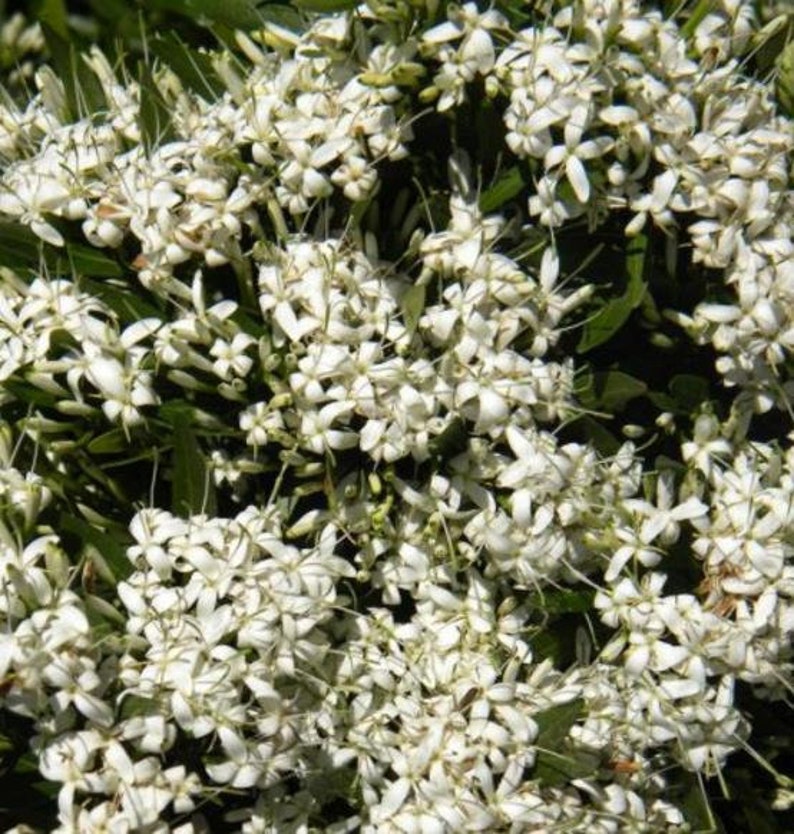 Pavetta Lanceolata Seeds Brautbusch Weihnachtsbusch Blossom White 10 Seeds image 4