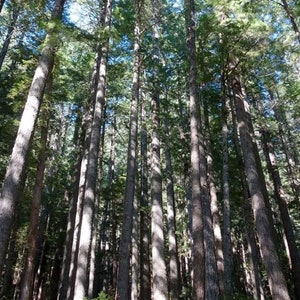 Peut inclure: Une forêt dense de grands arbres à feuilles persistantes élancés, dotés d'une écorce brune texturée et d'aiguilles vert foncé. La perspective est dirigée vers le haut, vers la canopée, où la lumière du soleil filtre à travers les branches.
