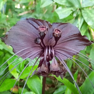 Tacca chantrieri, Black Bat Flower Orchid - 5 to 50 Seeds