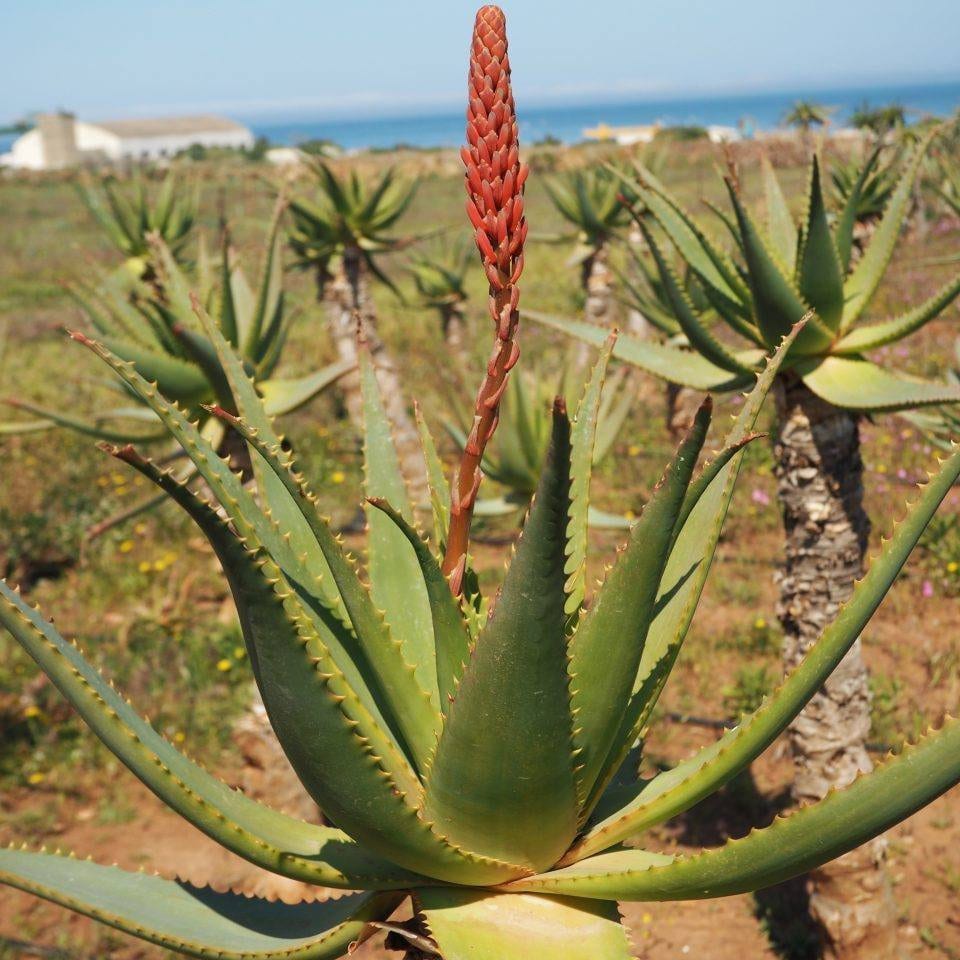 10 Semillas-Krantz Aloe Vera-Aloe Arborescens 