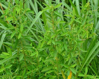 Codariocalyx motorius Seeds, Telegraph Dancing Semaphore Plant, Desmodium gyrans - 5/10/20