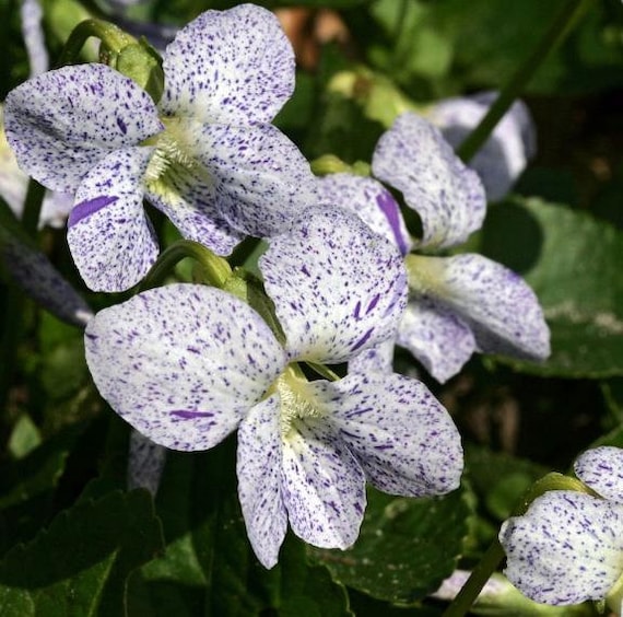 Dark Freckles and Rubra Mix X 20 SEEDS Viola sororia Dark Freckles and Rubra Mix X 20 SEEDS Viola sororia