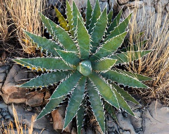 Exotische Rote Agave Kerchovei 10 Samen - Etsy.de