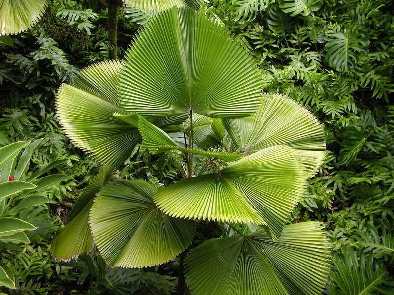 Licuala Grandis 5 Seeds Ruffled Fan Palm Thailand Vanuatu | Etsy Canada