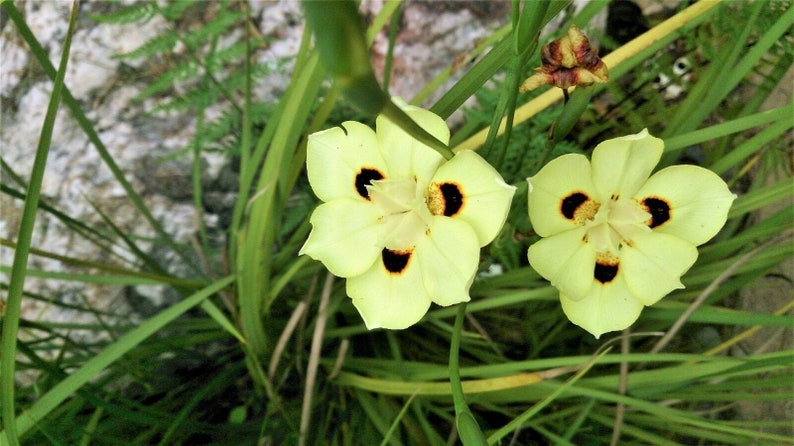 10 Dietes Bicolor Seeds YELLOW AFRICAN IRIS Fortnight Lily Butterfly Flag Flower Seeds image 3