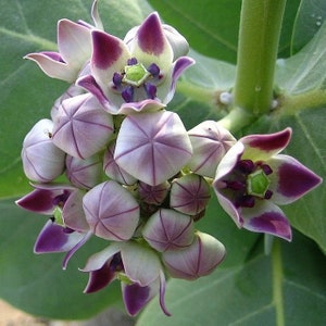 Calotropis gigantea purple Giant Milkweed, Crown Flower 5 Seeds image 1