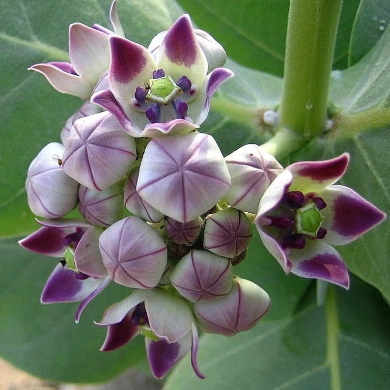 Calotropis gigantea purple Giant Milkweed, Crown Flower 5 Seeds image 1